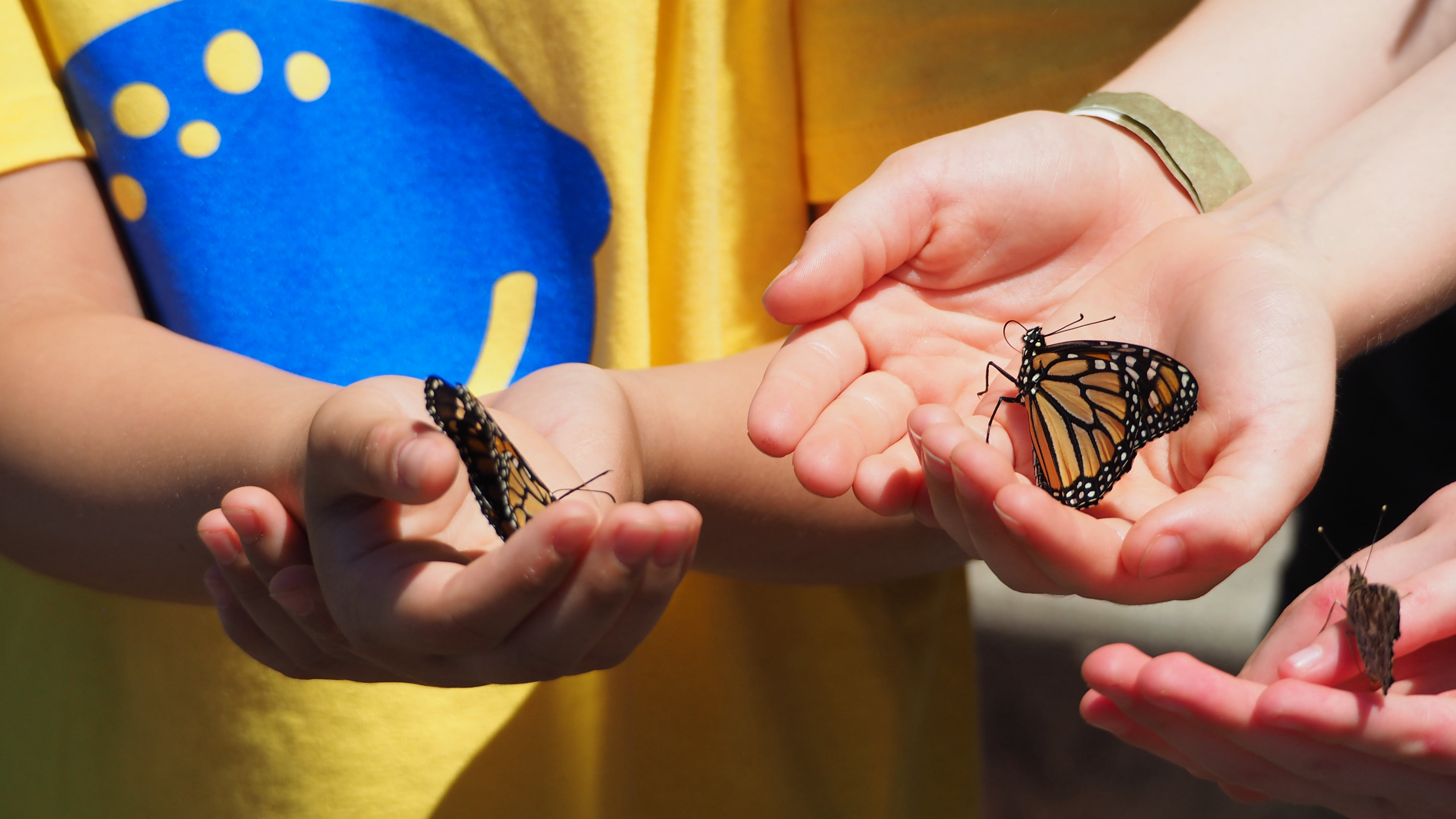 Butterflies